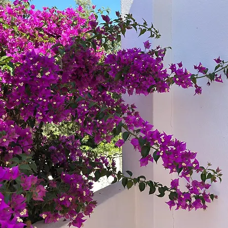 Tara Christina 卡武埃鲁