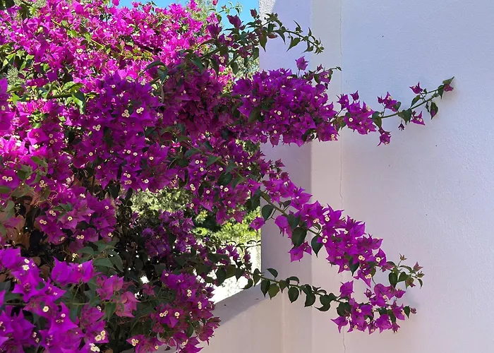 Tara Christina 卡武埃鲁